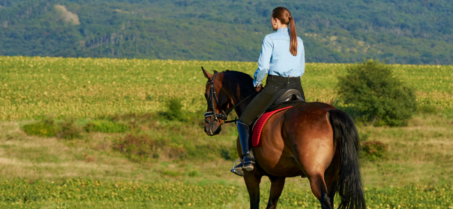 Horseback Riding Lessons