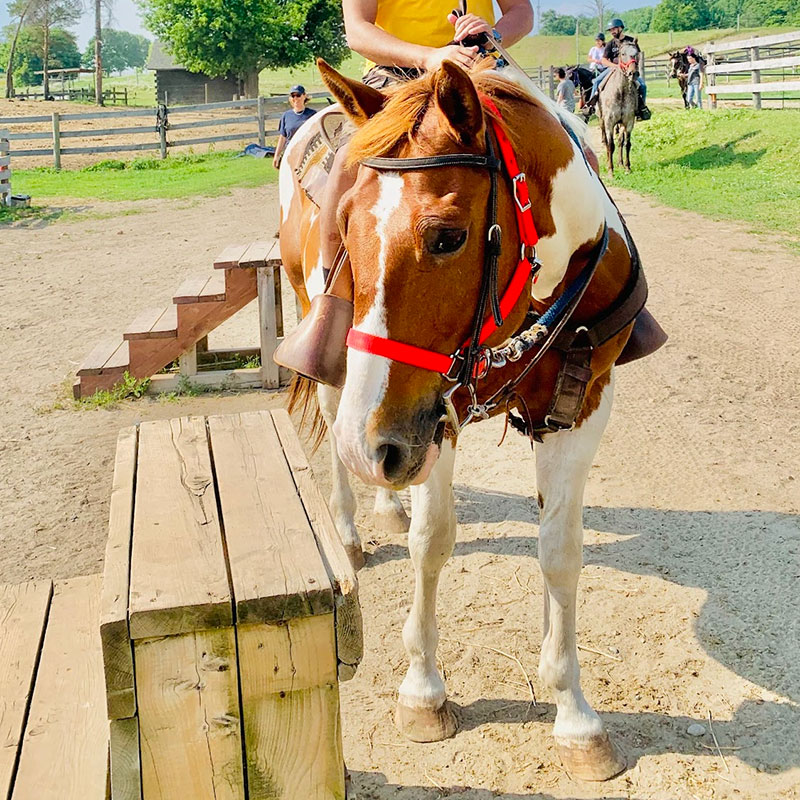Horseback Riding Lessons