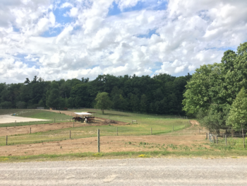 Paddock Paradise Boarding