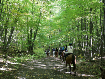 Nice & peaceful private forest trail Horseback Trail Ride