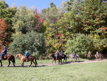Came out from forest Horseback Trail Ride